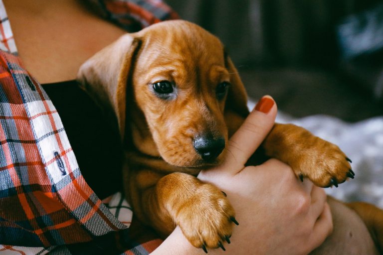 5 Things You Need to Know as a First-Time Pet Owner