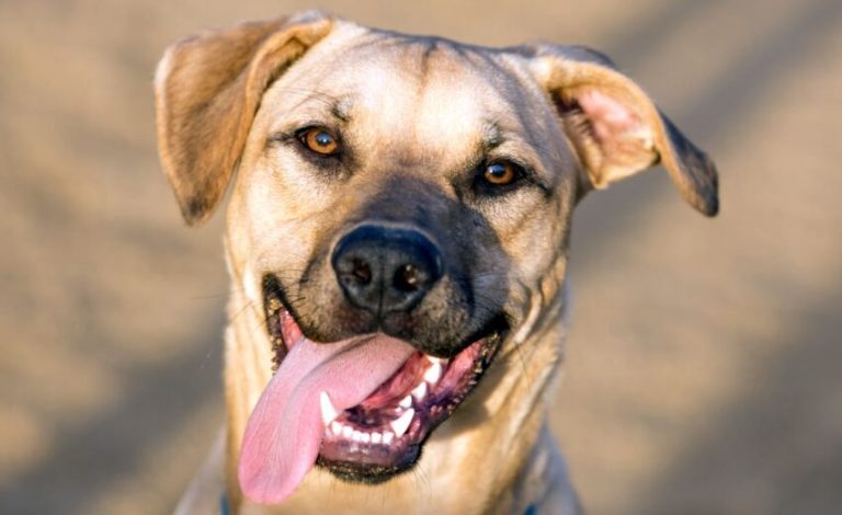 Intelligent Mixed Breed Dogs You Didn’t Know About