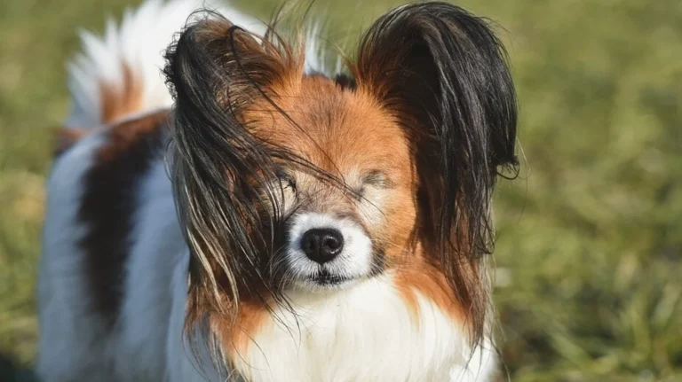 7 Safety Tips to Keep Your Pet Pooch Safe from a House Fire