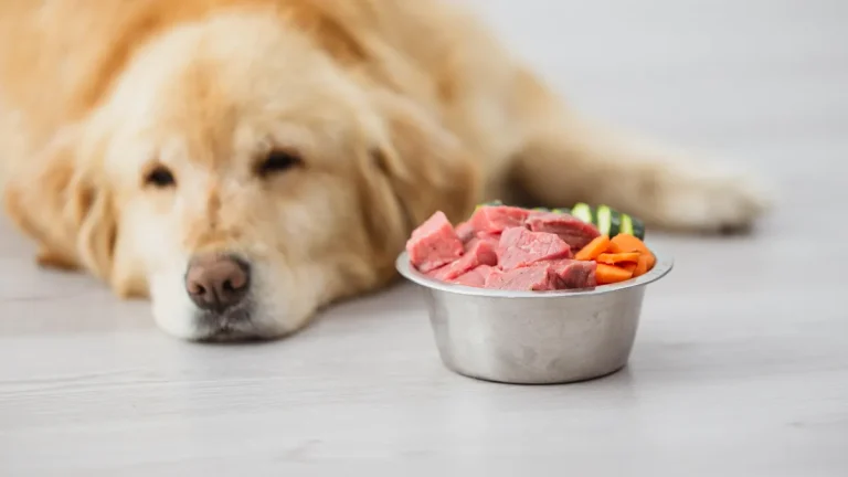 Things to Consider While Buying Natural Raw Puppy Food