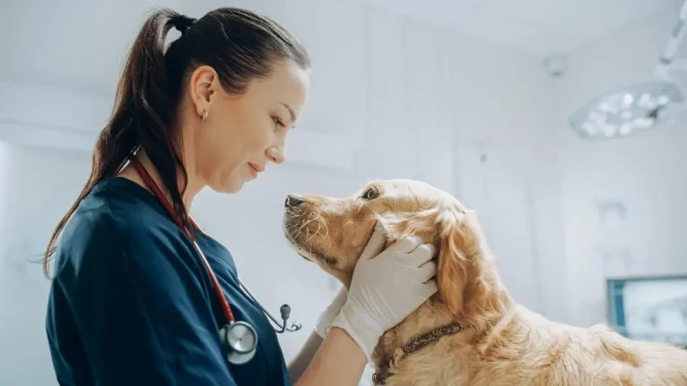 The Benefits Of Preventive Care In Veterinary Medicine