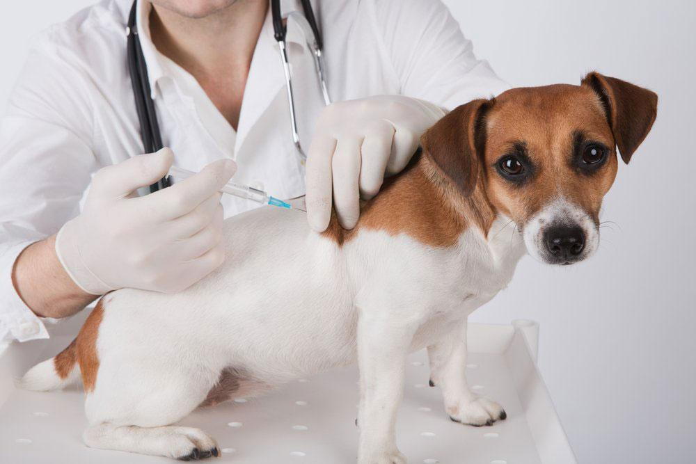 Common Pet Vaccines And Why They Matter
