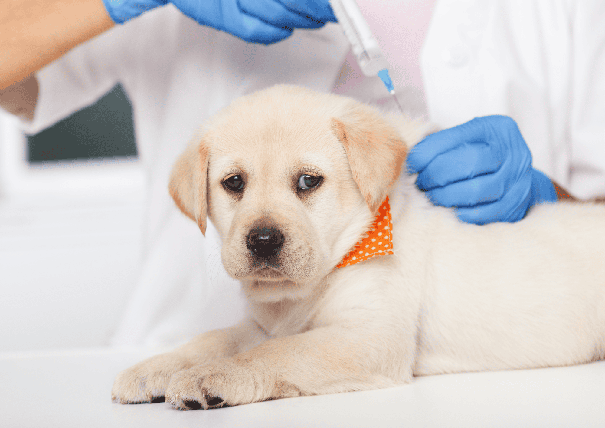 Why Vaccination Programs Are Vital In Veterinary Clinics